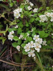 Crataegus cuneata