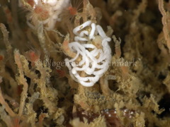 Facelina bostoniensis