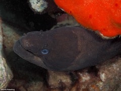 Gymnothorax unicolor