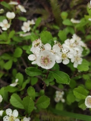Crataegus cuneata