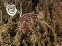 Facelina bostoniensis