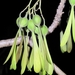 Gyrocarpus americanus - Photo (c) eyeweed, μερικά δικαιώματα διατηρούνται (CC BY-NC-ND)