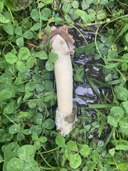 Phallus impudicus