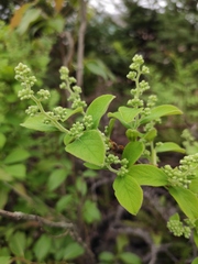 Symplocos paniculata