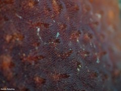 Schizoporella errata