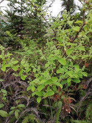 Symplocos paniculata