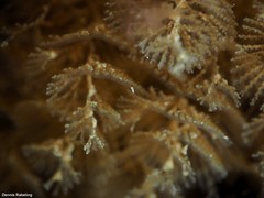 Crisularia plumosa