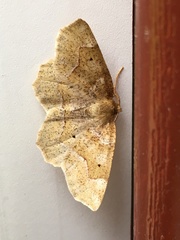 Metarranthis hypochraria