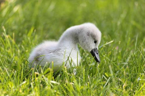 Cygne tuberculé, jeune