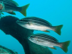 Parapristipoma octolineatum