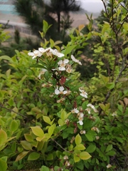 Crataegus cuneata