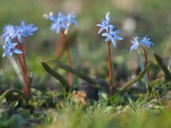 Scilla vindobonensis