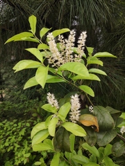 Itea chinensis