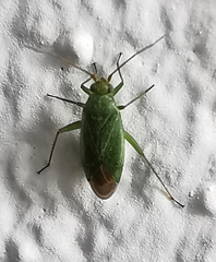Lygocoris pabulinus