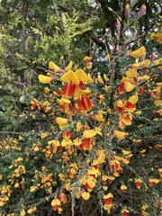 Cytisus scoparius andreanus