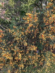 Cytisus scoparius andreanus