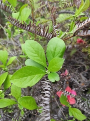 Ilex kiangsiensis
