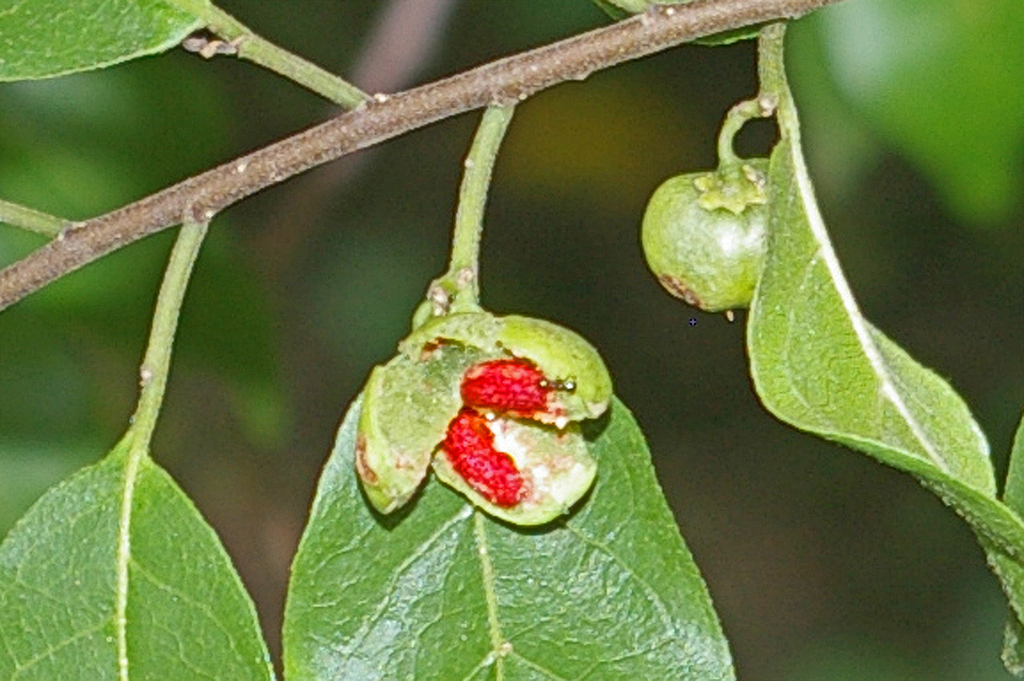 Tapura fischeri (Leafberry Tree)