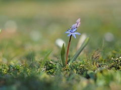 Scilla vindobonensis