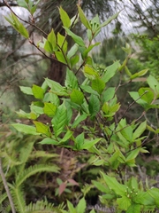 Photinia parvifolia