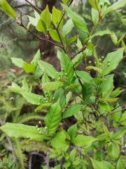 Photinia parvifolia