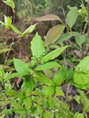 Photinia parvifolia