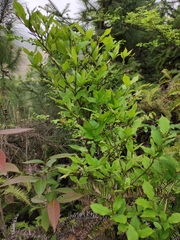 Photinia parvifolia