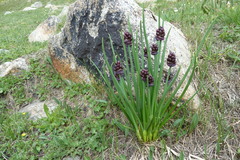 Allium atrosanguineum