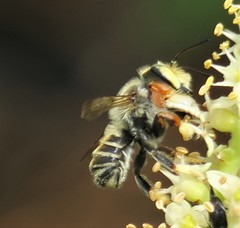 Image of Megachile policaris