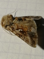 Autographa mandarina