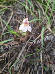 Monochasma savatieri