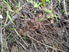 Monochasma savatieri