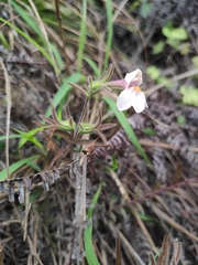 Monochasma savatieri