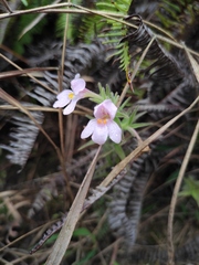 Monochasma savatieri