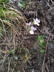 Monochasma savatieri