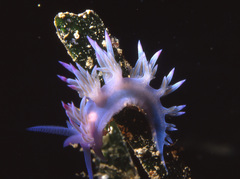 Flabellina affinis image