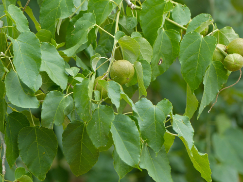 Croton megalobotrys