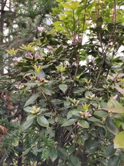 Rhododendron latoucheae