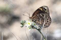 Dira clytus eurina