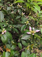 Rhododendron latoucheae