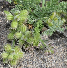 Daucus pumilus
