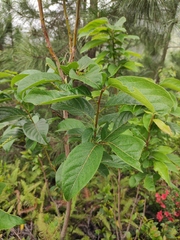 Lyonia ovalifolia