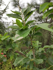 Lyonia ovalifolia