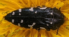 Acmaeodera ornata