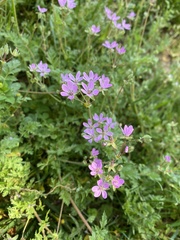 Geranium columbinum