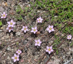 Rhodalsine geniculata