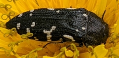 Acmaeodera ornata