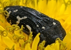 Acmaeodera ornata