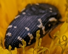 Acmaeodera ornata