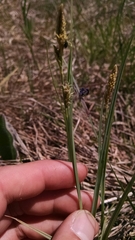 Carex meadii